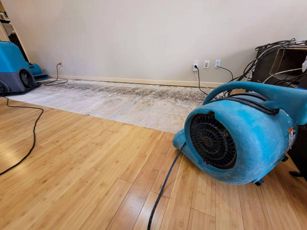 Professional Water Damage Repair technician working in Concho, AZ